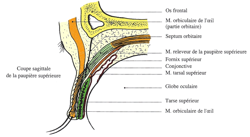 Schéma d’une coupe sagitale au niveau de la paupière