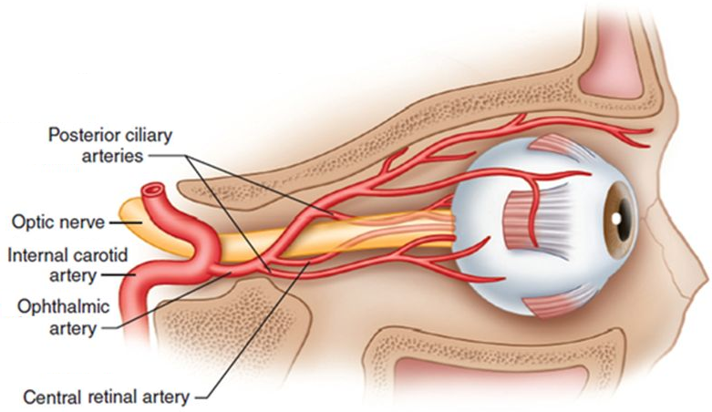 Vascularisation artérielle