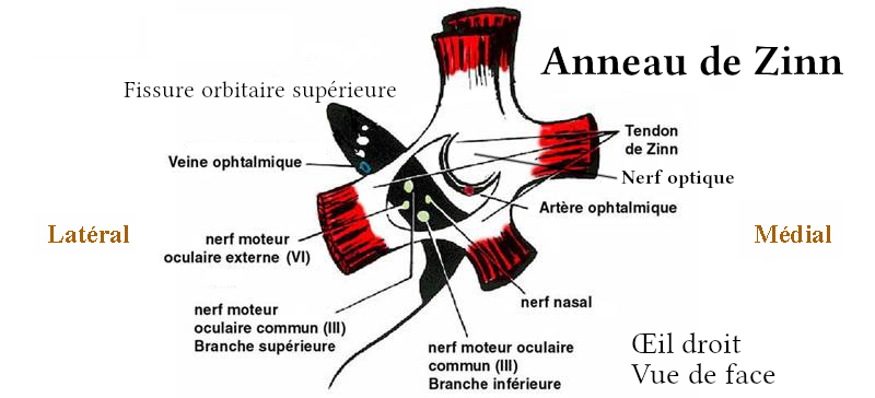 L’anneau de Zinn