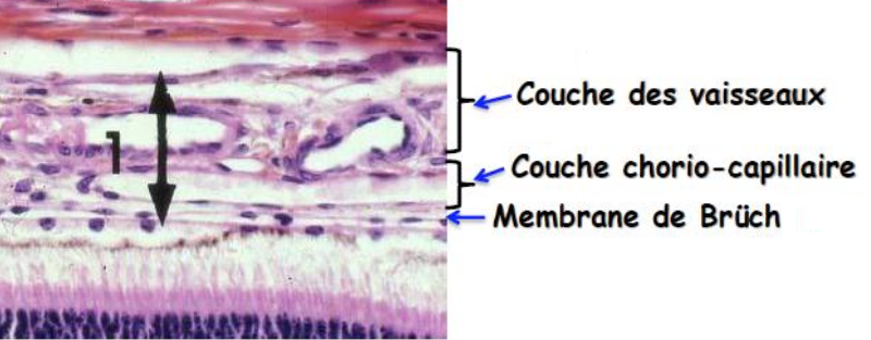 Image histologique de la choroïde