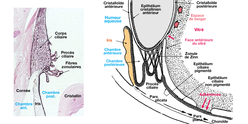 Le corps ciliaire