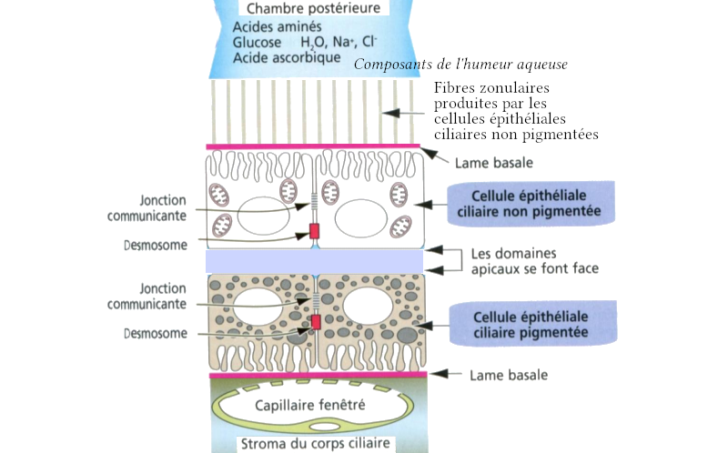 Sécrétion de l’humeur aqueuse par le corps ciliaire