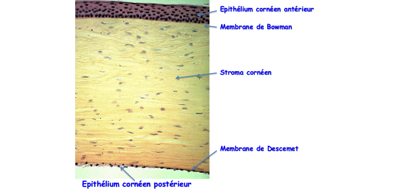 Image histologique de la cornée