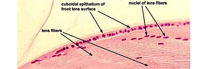 Image histologique du cristallin en MO