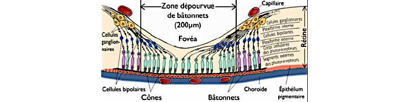 Schéma de la fovéa