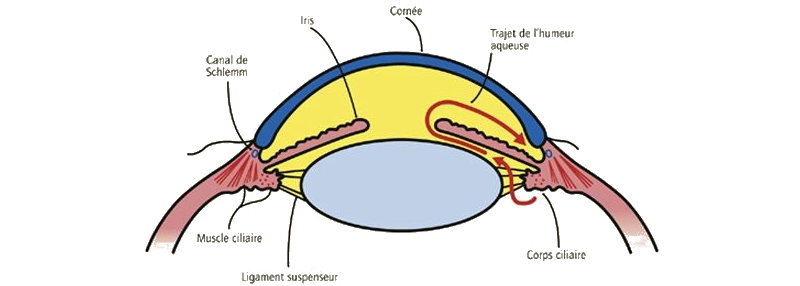 L’humeur aqueuse