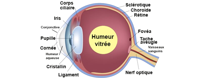 Le corps vitré