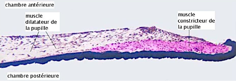 Muscles de l’iris