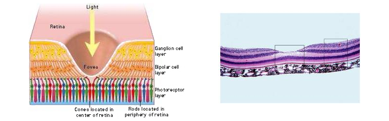 Histologie de la macula