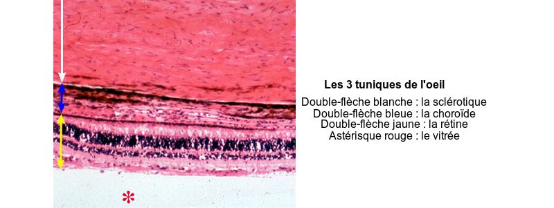 Les 3 tuniques de l’œil