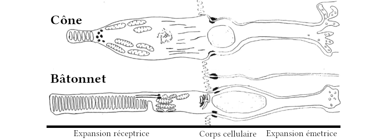 Dessin de photorécepteur