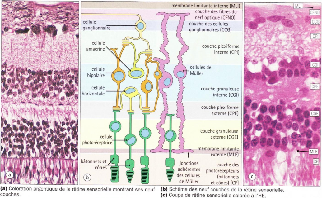 Les cellules de la rétine neurale